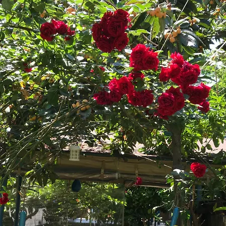 Likya Guest house