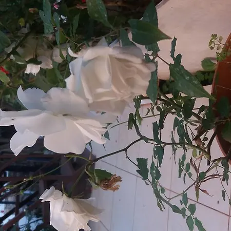 بيت ضيافة Likya 3*