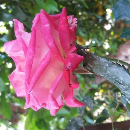 Likya بيت ضيافة 3*